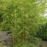 Bambus de Gradina Auriu (Phyllostachys Spectabilis), tulpini galbene, rezistent la frig, gard viu dens