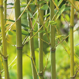 Bambus de Gradina Bissetii (Phyllostachys), tulpini verzi, crestere rapida, ideal pentru gard viu si terase