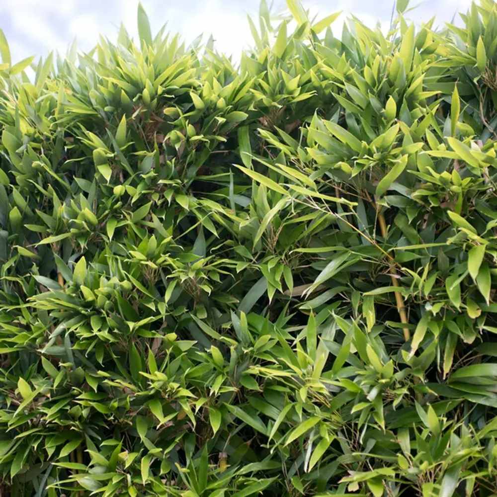 Bambus de Gradina Bissetii (Phyllostachys), tulpini verzi, crestere rapida, ideal pentru gard viu si terase