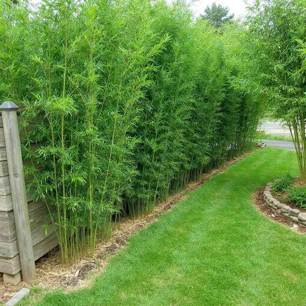 Bambus de Gradina Bissetii (Phyllostachys), tulpini verzi, crestere rapida, ideal pentru gard viu si terase