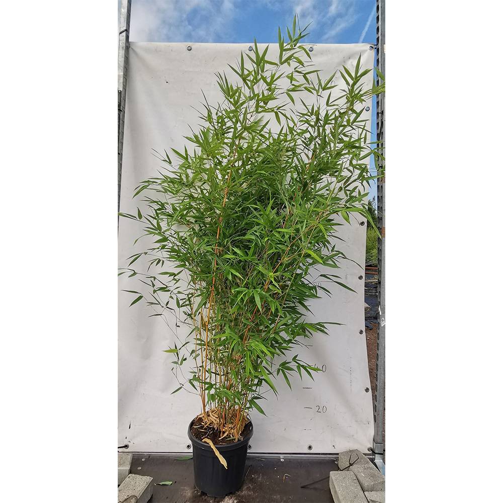 Bambus de Gradina Gri Gigant (Phyllostachys) Henon, bambus decorativ rezistent la ger, crestere rapida, ideal pentru gard viu