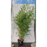 Bambus de Gradina Gri Gigant (Phyllostachys) Henon, bambus decorativ rezistent la ger, crestere rapida, ideal pentru gard viu
