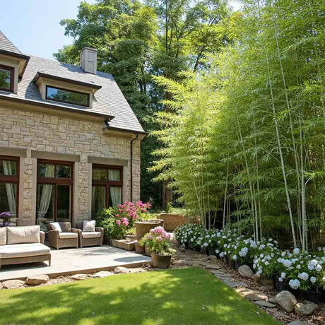 Bambus de Gradina Gigant (Phyllostachys) Henon, bambus decorativ rezistent la ger, crestere rapida