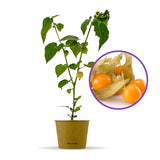 Physalis peruviana (Alquejenje), planta fructifera exotica cu fructe portocalii dulci acrisoare, pentru gradina si ghiveci