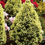 Molid Pitic (Picea Glauca) Daisy's White, conifer conic compact crem-alb, vesnic verde