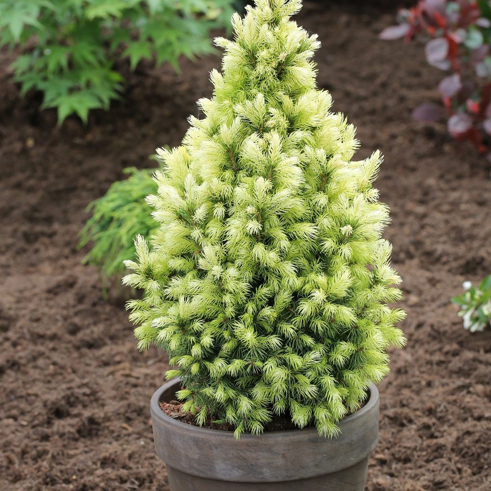 Molid Pitic (Picea Glauca) Daisy's White, conifer conic compact crem-alb, vesnic verde