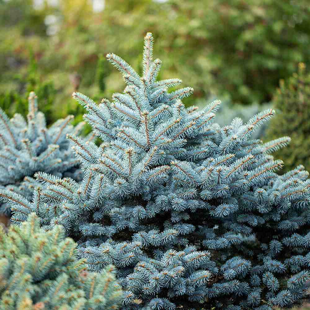 Molid Albastru (Picea pungens Glauca), ace albastre, decorativ, vesnic verde, rezistent la ger -30°C