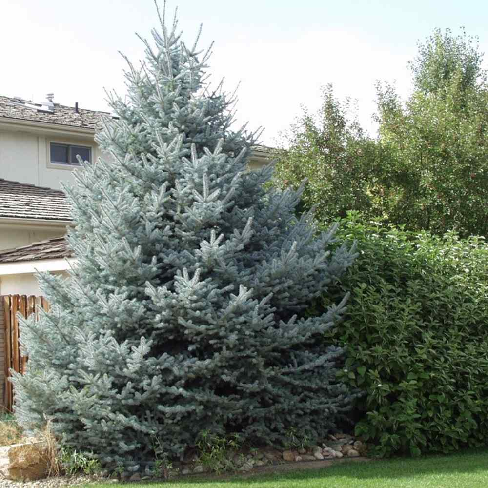 Molid Albastru (Picea pungens Glauca), ace albastre, decorativ, vesnic verde, rezistent la ger -30°C