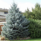 Molid Albastru (Picea pungens Glauca), ace albastre, decorativ, vesnic verde, rezistent la ger -30°C