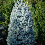 Molid Albastru (Picea pungens Glauca), ace albastre, decorativ, vesnic verde, rezistent la ger -30°C