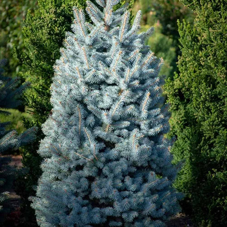 Molid Albastru (Picea pungens Glauca), ace albastre, decorativ, vesnic verde, rezistent la ger -30°C