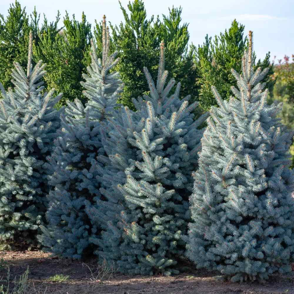 Molid Albastru (Picea pungens Glauca), ace albastre, decorativ, vesnic verde, rezistent la ger -30°C