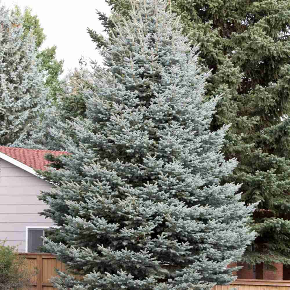 Molid Albastru (Picea pungens Glauca), ace albastre, decorativ, vesnic verde, rezistent la ger -30°C