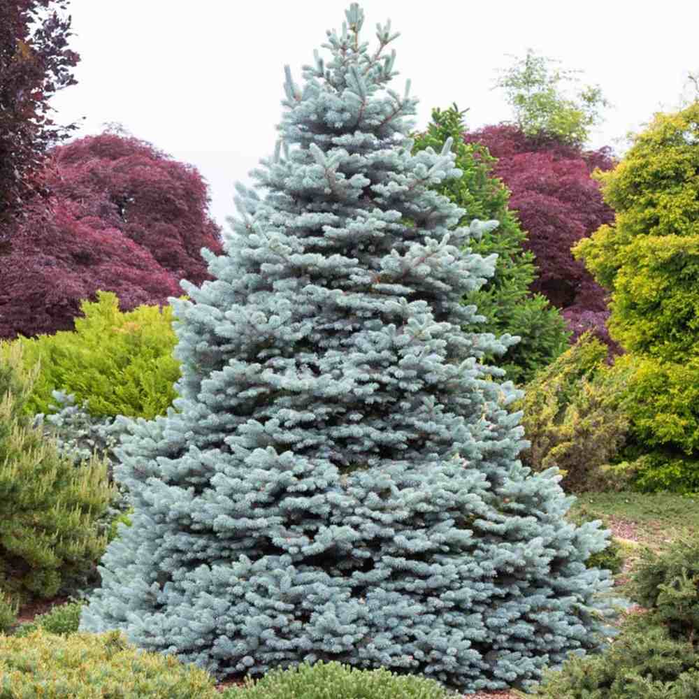 Molid Albastru (Picea pungens Glauca), ace albastre, decorativ, vesnic verde, rezistent la ger -30°C