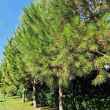Pin Clasic Gresesc (Pinus Pinea) - VERDENA-Tulpina de 100 cm inaltime, livrat in ghiveci de 8 l