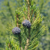 Pin Elvetian Albastru (Pinus Cembra Glauca), cu ace argintii si conuri purpurii - VERDENA - 15 - 20 cm, inaltime, ghiveci de 2 l