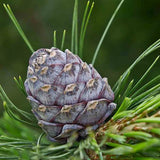 Pin Elvetian Albastru (Pinus Cembra Glauca), cu ace argintii si conuri purpurii - VERDENA - 15 - 20 cm, inaltime, ghiveci de 2 l