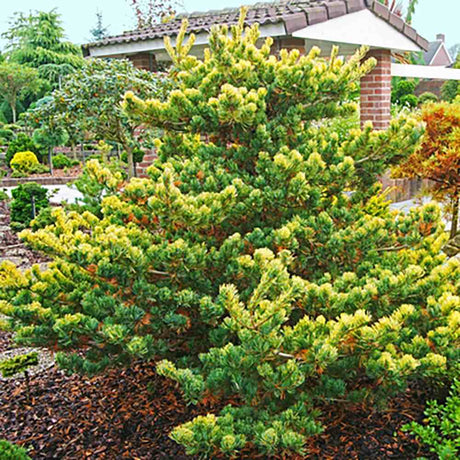 Black Friday - Reduceri Pin Japonez auriu (Pinus Parvifolia) Fukai, cu ace aurii-verde Promotie