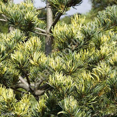 Black Friday - Reduceri Pin Japonez auriu (Pinus Parvifolia) Fukai, cu ace aurii-verde Promotie