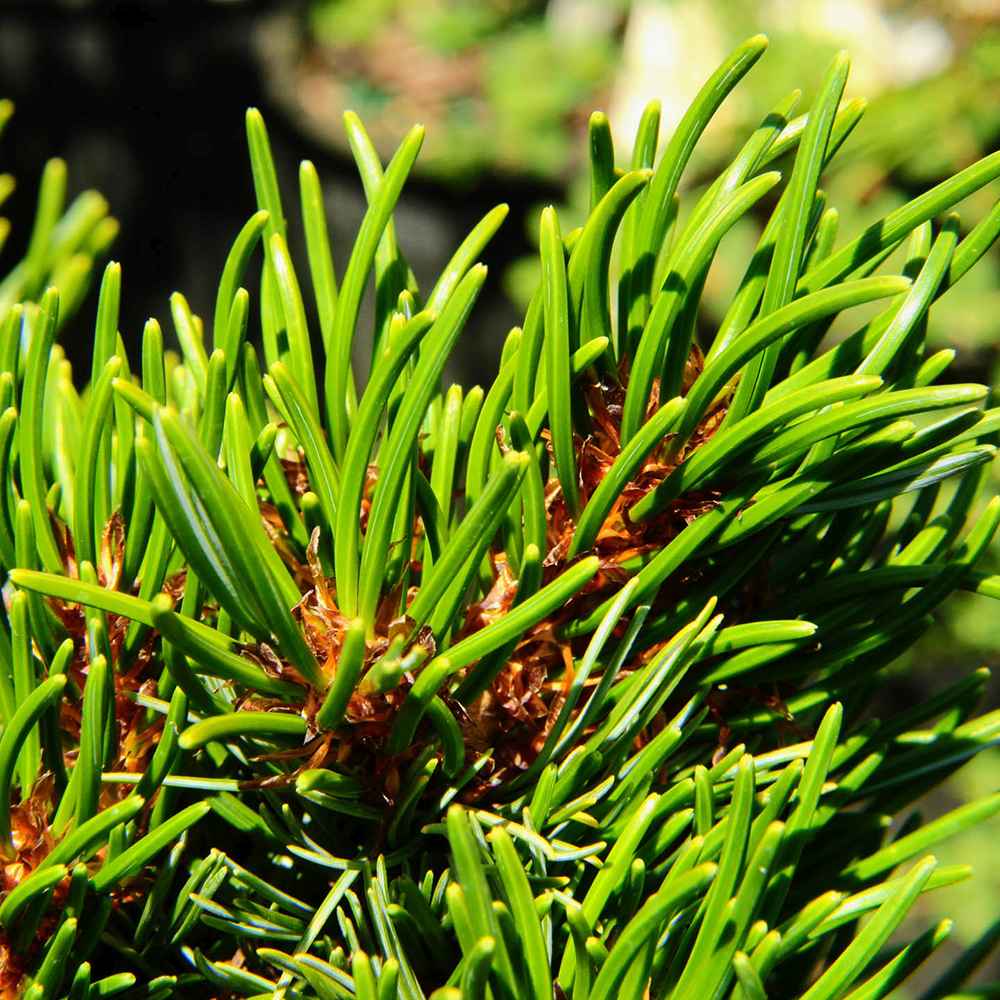 Pin Japonez auriu (Pinus Parvifolia) Myo - jo, cu ace verzi - VERDENA - 20 - 25 cm inaltime, ghiveci de 5 l