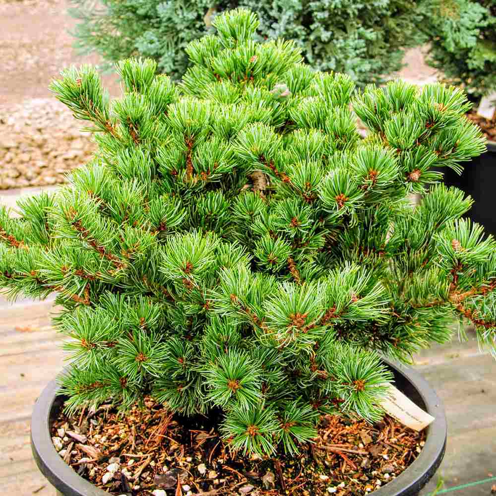 Black Friday - Reduceri Pin Japonez auriu (Pinus Parvifolia) Myo-jo, cu ace verzi Promotie