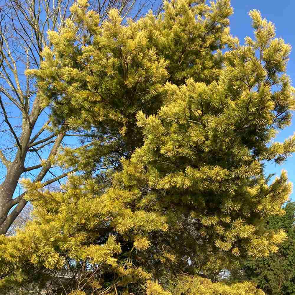 Pin Scotian Aurea (pinus sylvestris), cu ace aurii - VERDENA - 50 - 60 cm inaltime, ghiveci de 12 l