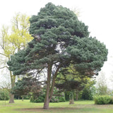 Pin Scotian de Padure (Pinus Sylvestris) - VERDENA - 60 - 80 cm inaltime, ghiveci de 5 l