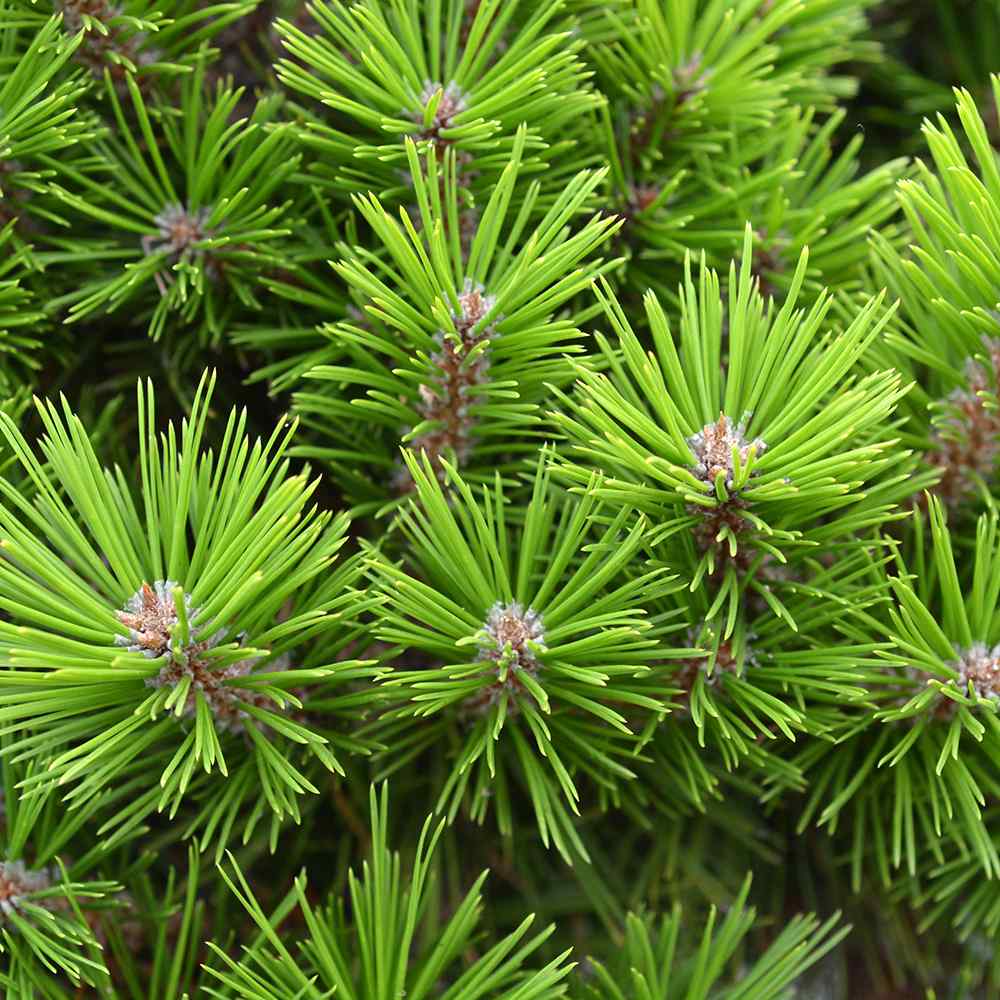 Pinus densiflora umbraculifera - VERDENA-50-60 cm inaltime, livrat in ghiveci de 7.5 l