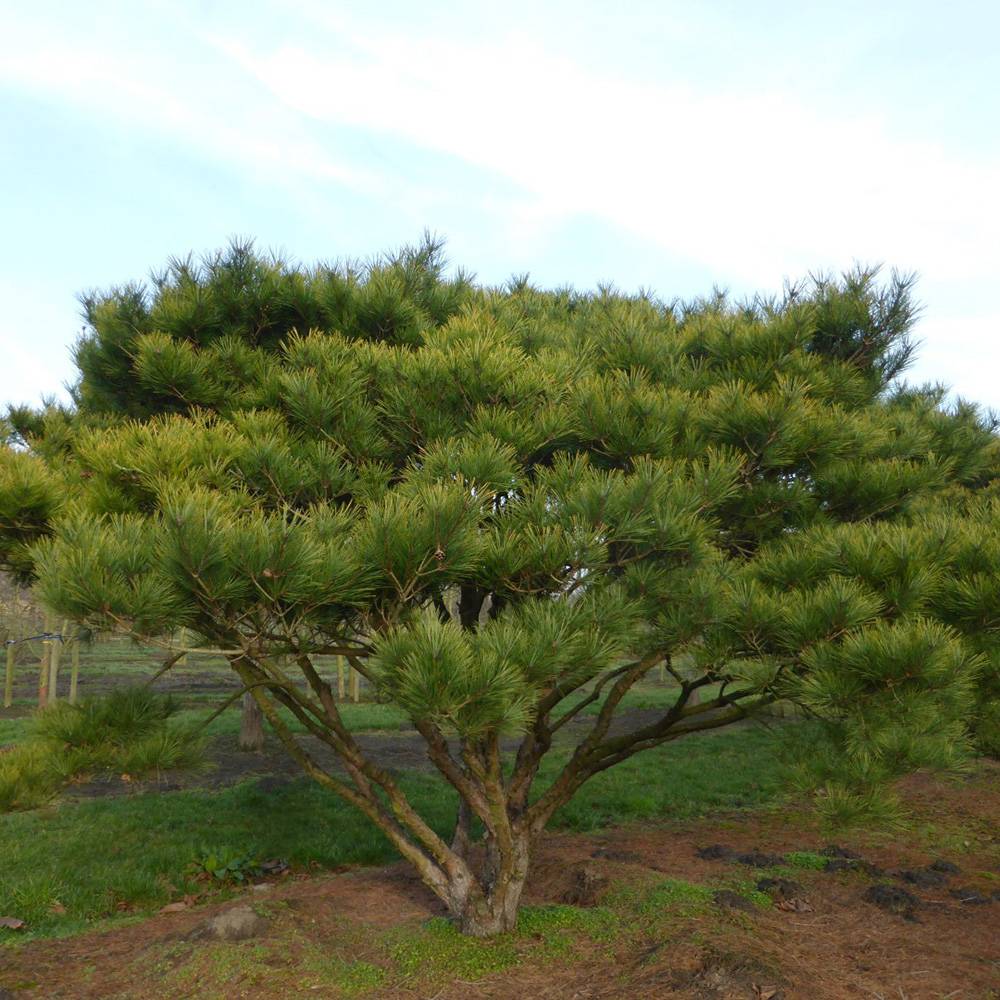 Pinus densiflora umbraculifera - VERDENA-50-60 cm inaltime, livrat in ghiveci de 7.5 l