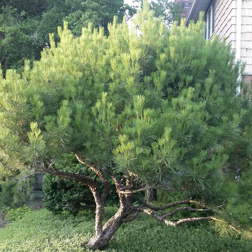 Pinus densiflora umbraculifera - VERDENA-50-60 cm inaltime, livrat in ghiveci de 7.5 l