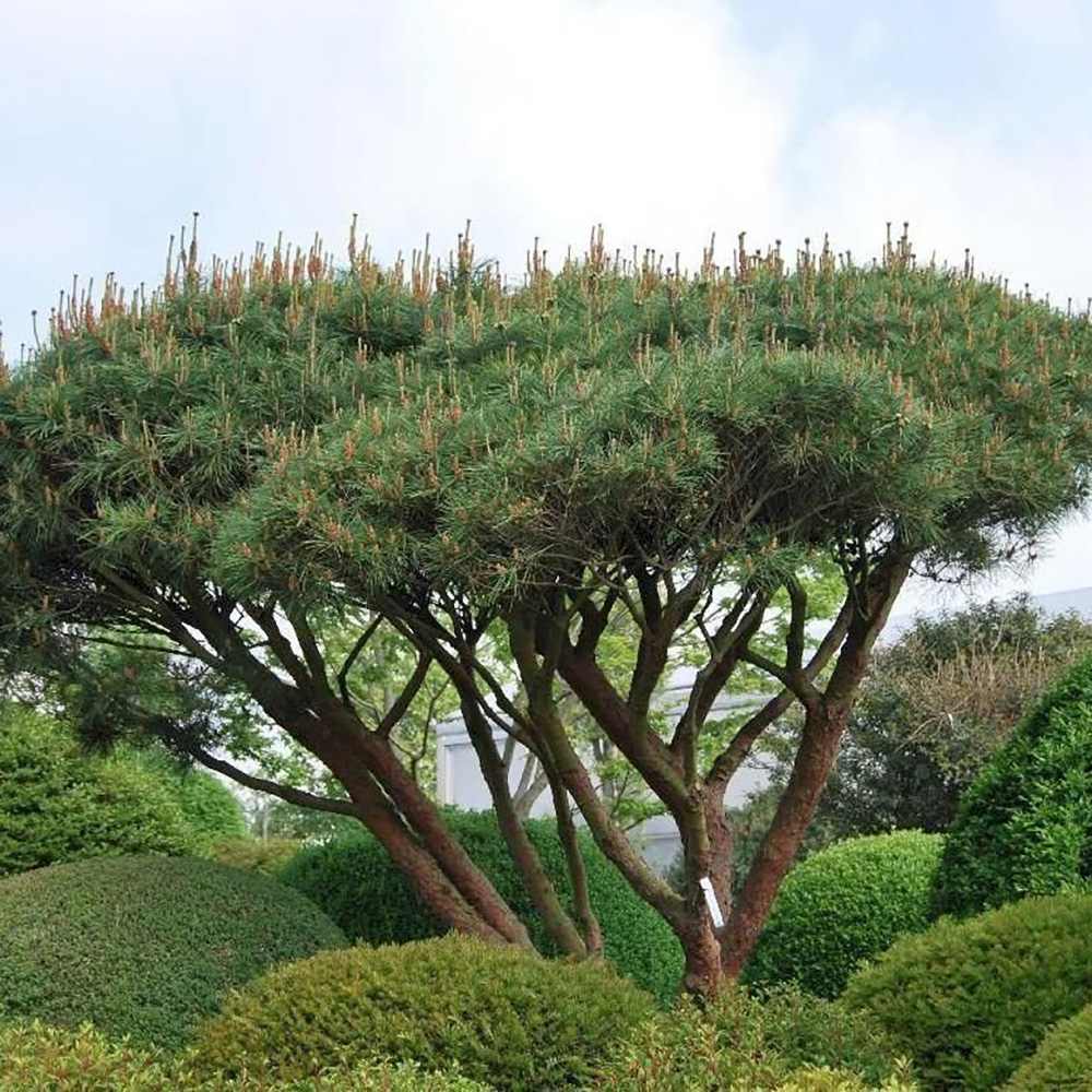 Pinus densiflora umbraculifera - VERDENA-50-60 cm inaltime, livrat in ghiveci de 7.5 l