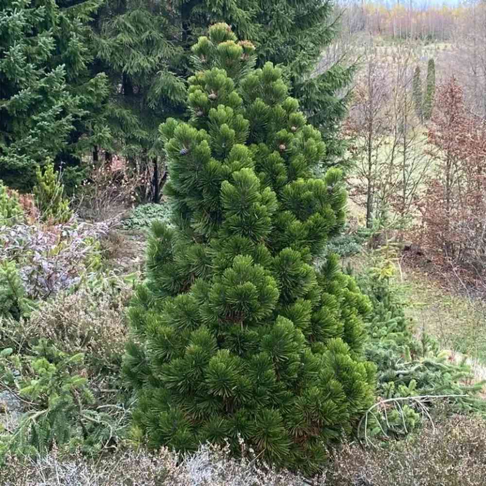 Pin Pitic Balcanic Leucodermis Malinki, conifer pitic compact, vesnic verde, rezistent frig