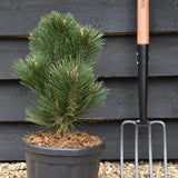 Pin Pitic Balcanic Leucodermis Malinki, conifer pitic compact, vesnic verde, rezistent frig