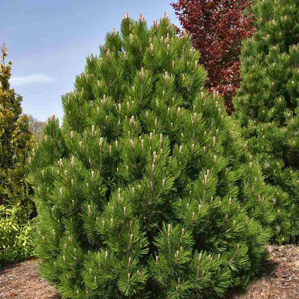 Pin Pitic Balcanic Leucodermis Malinki, conifer pitic compact, vesnic verde, rezistent frig