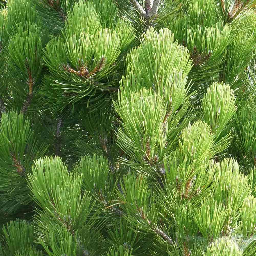 Pin Pitic Balcanic Leucodermis Malinki, conifer pitic compact, vesnic verde, rezistent frig