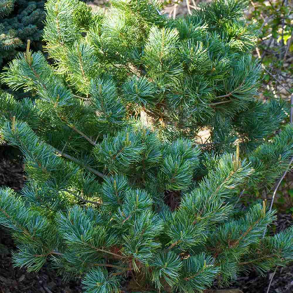 Pin Japonez Alb (Pinus parviflora ) Tempelhof, ace argintii-albastre, vesnic verde, compact
