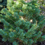 Pin Japonez Alb (Pinus parviflora ) Tempelhof, ace argintii-albastre, vesnic verde, compact