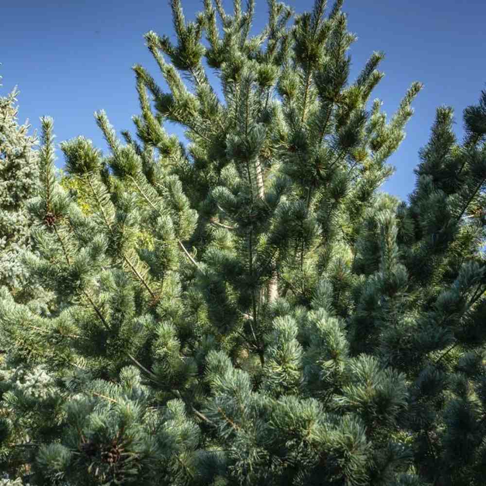 Pin Japonez Alb (Pinus parviflora ) Tempelhof, ace argintii-albastre, vesnic verde, compact