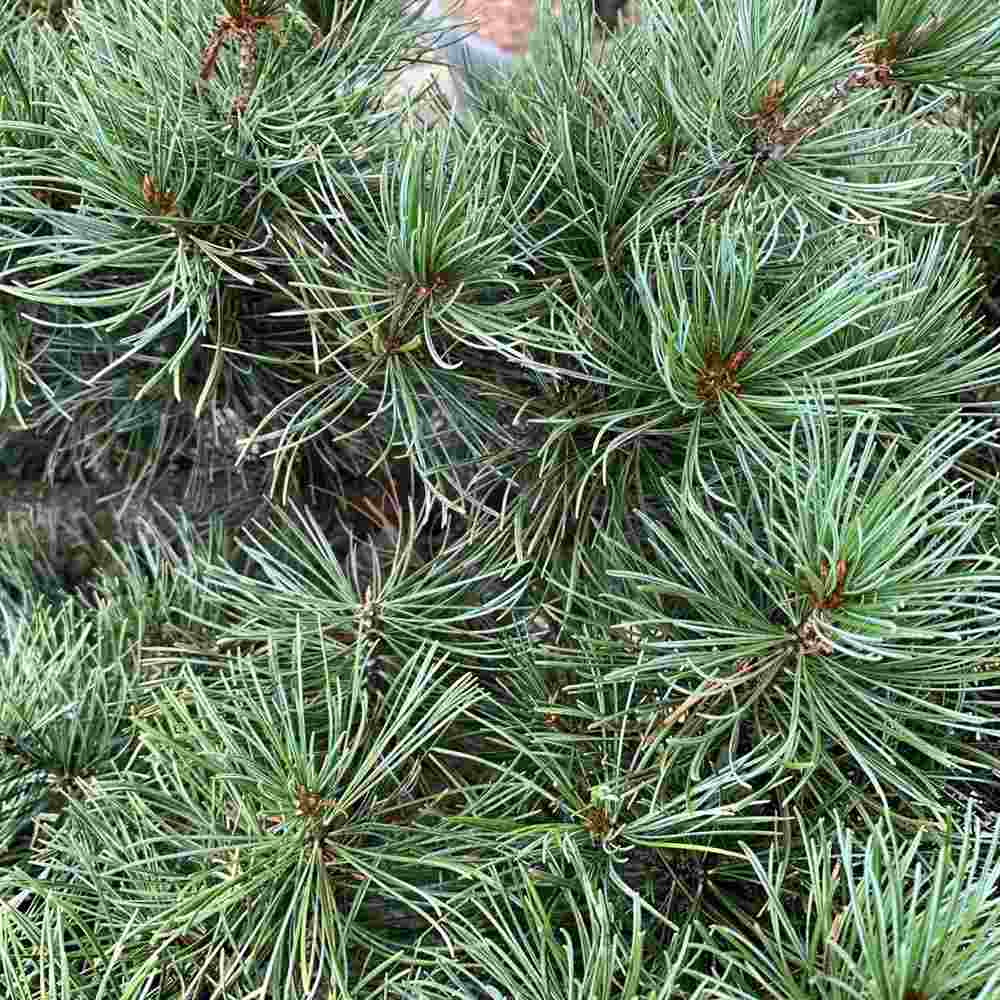 Pin Japonez Alb (Pinus parviflora ) Tempelhof, ace argintii-albastre, vesnic verde, compact