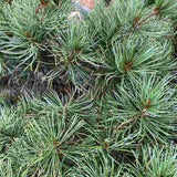 Pin Japonez Alb (Pinus parviflora ) Tempelhof, ace argintii-albastre, vesnic verde, compact