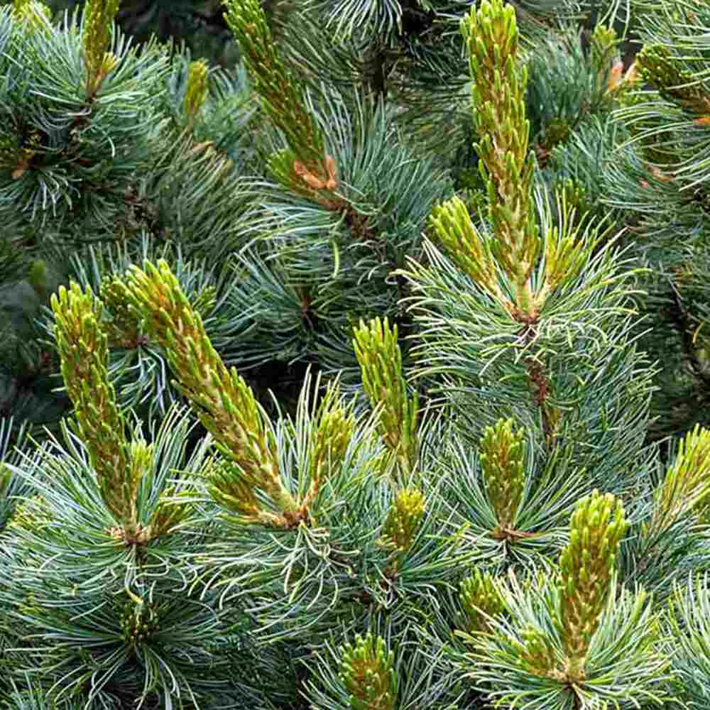 Pin Japonez Alb (Pinus parviflora ) Tempelhof, ace argintii-albastre, vesnic verde, compact