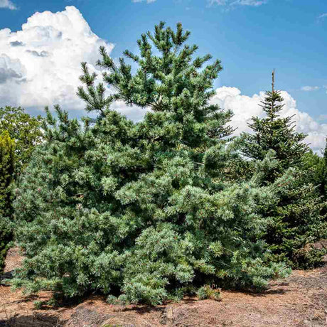 Pin Japonez Alb (Pinus parviflora ) Tempelhof, ace argintii-albastre, vesnic verde, compact