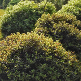 Pittosporum Tom Thumb, cu frunzis purpuriu - inchis - VERDENA - 40 - 50 cm inaltime, ghiveci de 10 l