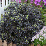 Pittosporum Tom Thumb, cu frunzis purpuriu - inchis - VERDENA - 40 - 50 cm inaltime, ghiveci de 10 l