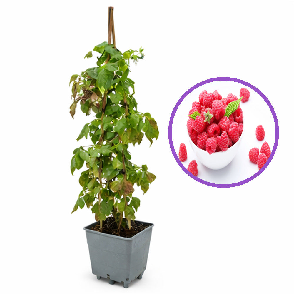 Zmeur remontant productiv A1 (Rubus idaeus), fructe rosii mari, productie dubla, tufis viguros pentru gradina, an 3 pe rod, 160-180 cm inaltime pana la sfarsit de sezon