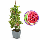 Zmeur remontant productiv A3 (Rubus idaeus), fructe rosii mari, productie abundenta, an 3 pe rod, 160-180 cm inaltime pana la sfarsit de sezon