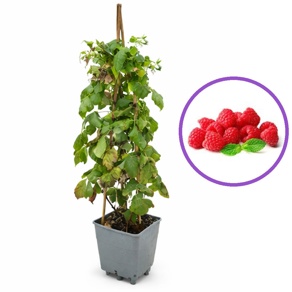 Zmeur (Rubus idaeus), soi productiv A2, remontant, fructe rosii mari, productie foarte mare, an 3 pe rod, 160-180 cm inaltime pana la sfarsit de sezon