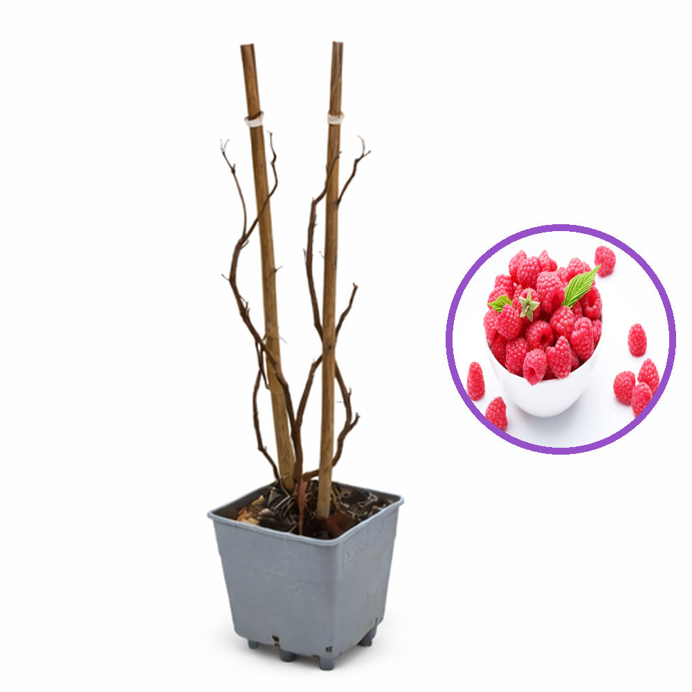 Zmeur remontant productiv A1 (Rubus idaeus), fructe rosii mari, productie dubla, tufis viguros pentru gradina, an 3 pe rod, 160-180 cm inaltime pana la sfarsit de sezon