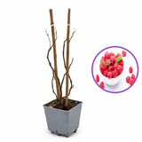Zmeur remontant productiv A1 (Rubus idaeus), fructe rosii mari, productie dubla, tufis viguros pentru gradina, an 3 pe rod, 160-180 cm inaltime pana la sfarsit de sezon