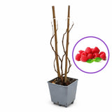 Zmeur (Rubus idaeus), soi productiv A2, remontant, fructe rosii mari, productie foarte mare, an 3 pe rod, 160-180 cm inaltime pana la sfarsit de sezon